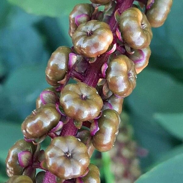 Phytolacca americana Fruit