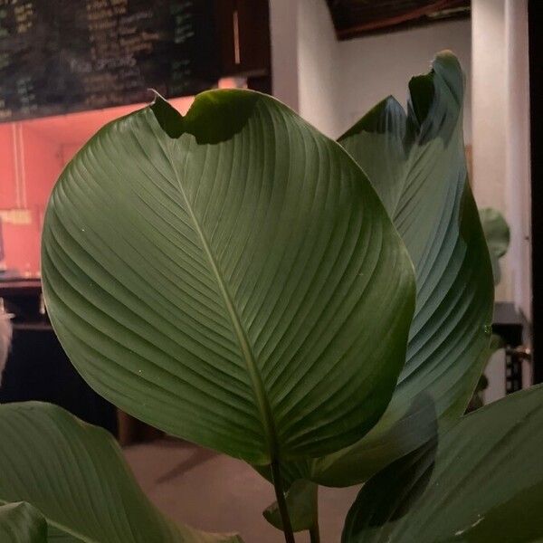 Calathea lutea ᱥᱟᱠᱟᱢ