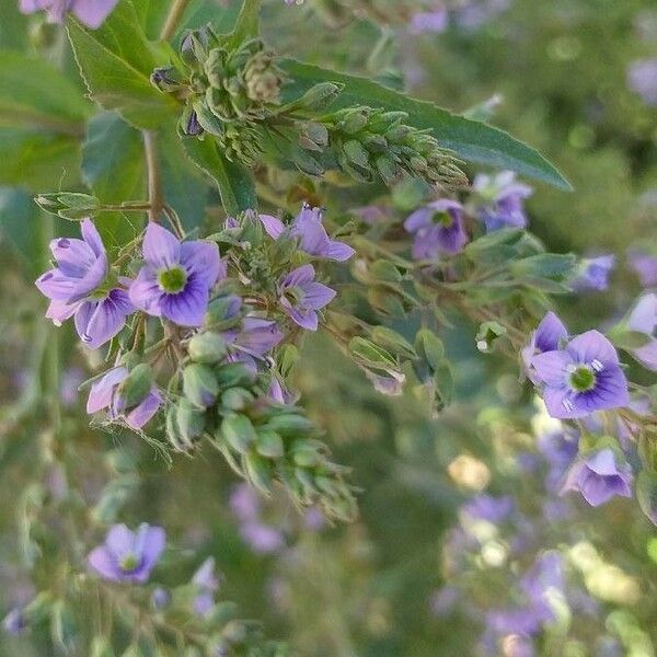 Veronica anagallis-aquatica Kvet