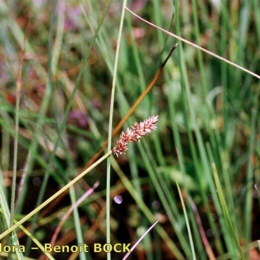 Carex diandra Annet