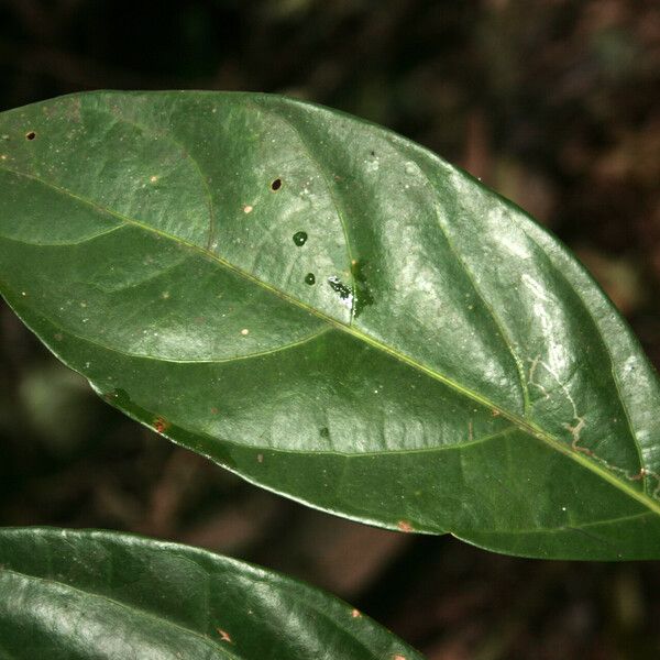 Ocotea leucoxylon 葉