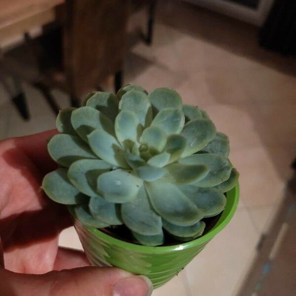 Aeonium castello-paivae पत्ता