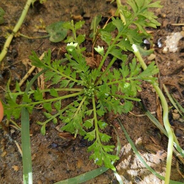 Lepidium bonariense Φύλλο