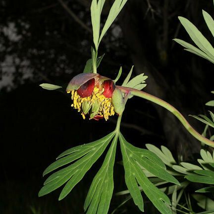 Paeonia californica Кветка