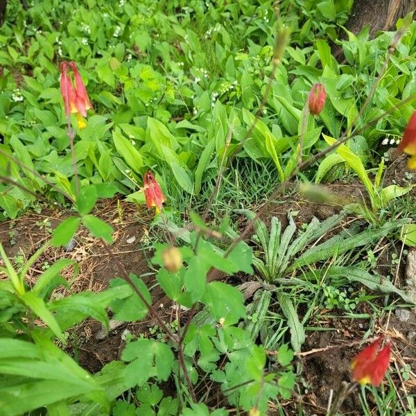 Aquilegia canadensis Кветка