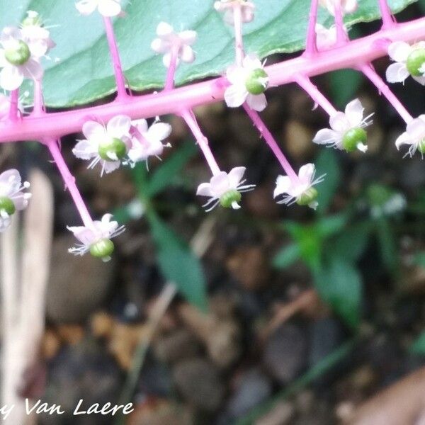 Phytolacca rivinoides Flor