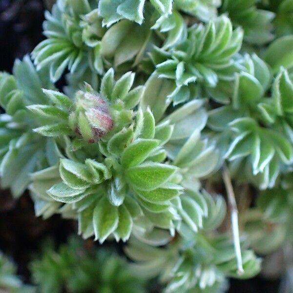 Potentilla nitida Plante entière