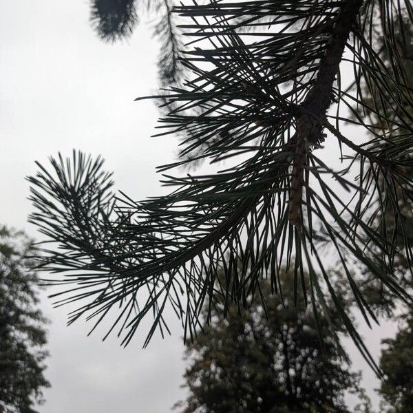 Pinus sylvestris Feuille