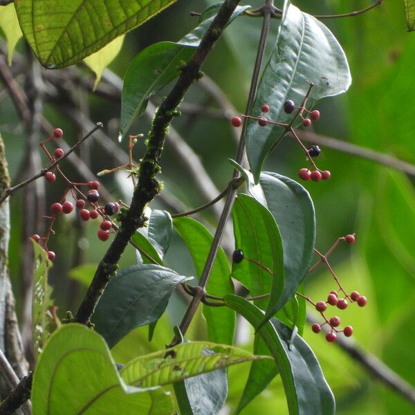 Miconia sarmentosa Gyümölcs