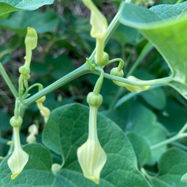 Aristolochia clematitis Flower