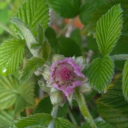 Rubus niveus Λουλούδι