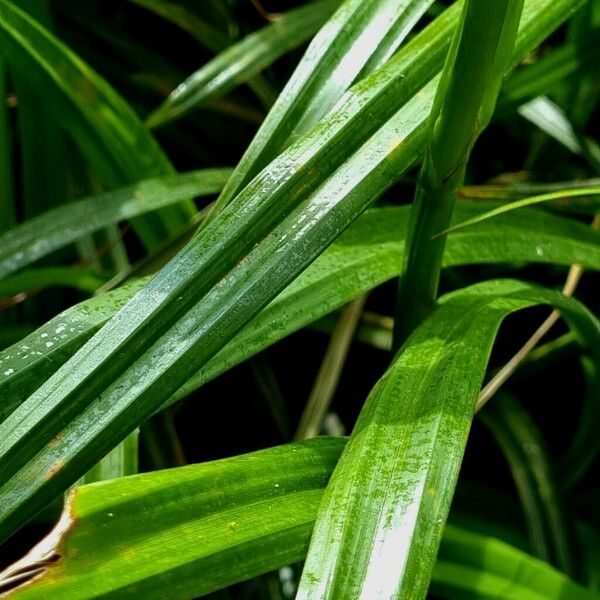 Iris pseudacorus Leaf