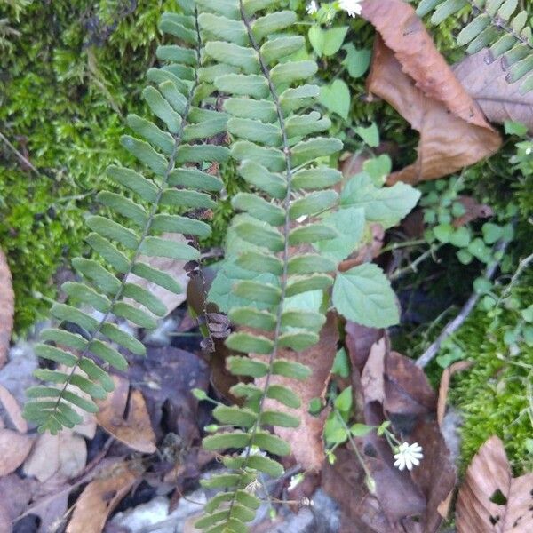 Asplenium resiliens (Blackstem spleenwort)