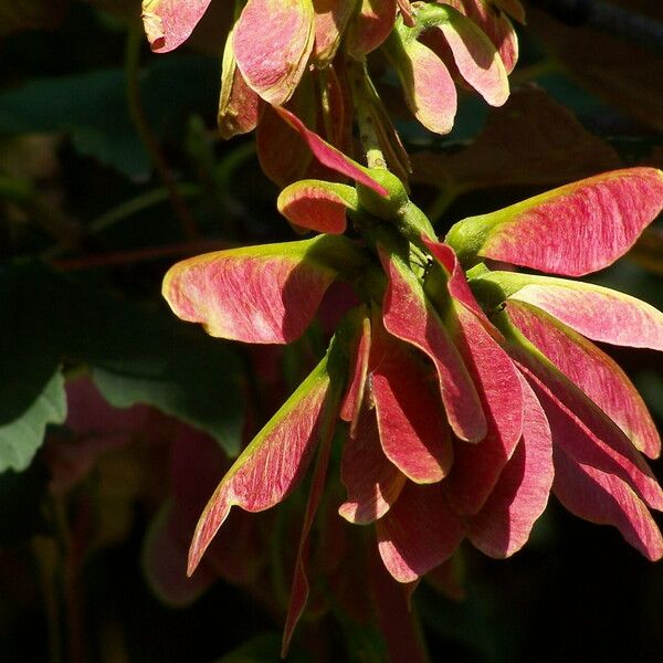 Acer rubrum Плід