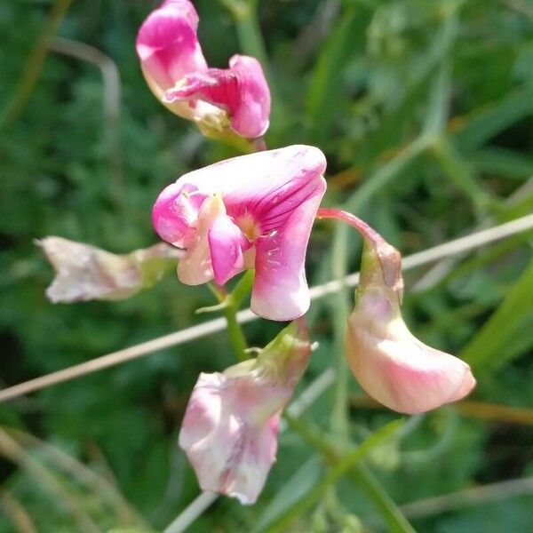 Lathyrus sylvestris Fiore