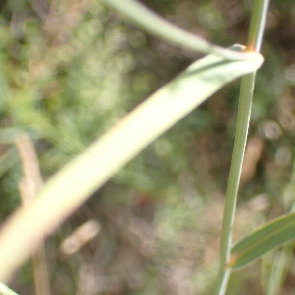 Bupleurum praealtum Leaf