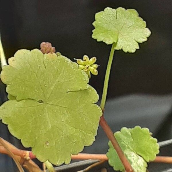 Hydrocotyle vulgaris List