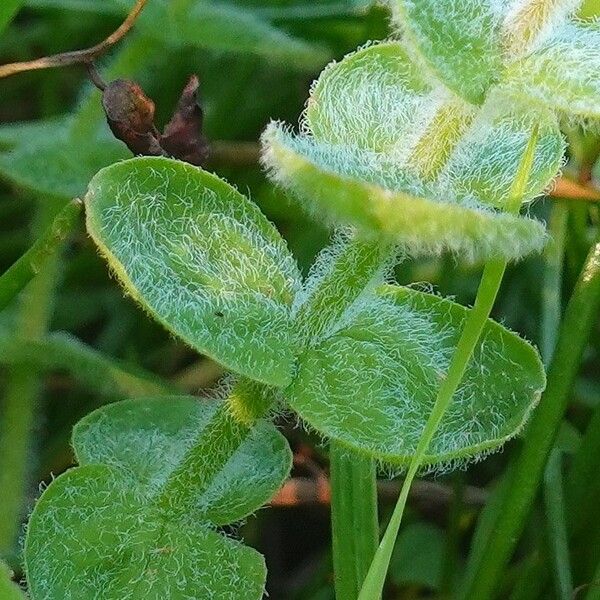 Hypericum elodes Ŝelo