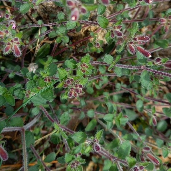 Saponaria ocymoides Övriga