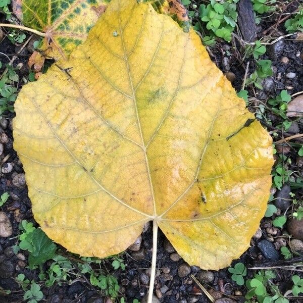 Tilia platyphyllos ഇല