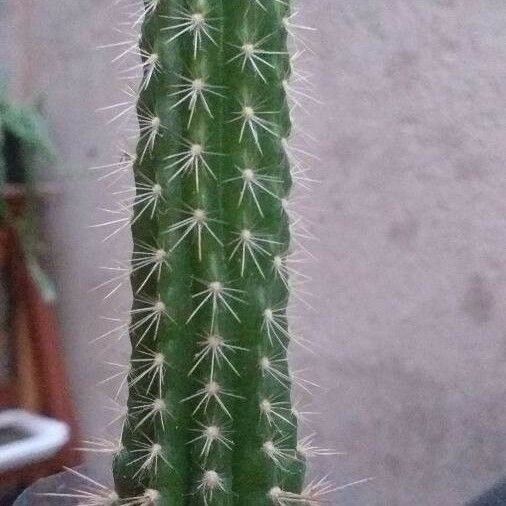 Echinocereus poselgeri Leaf