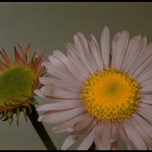 Erigeron peregrinus Blüte