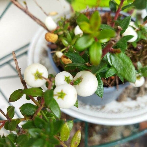 Gaultheria mucronata Fruit