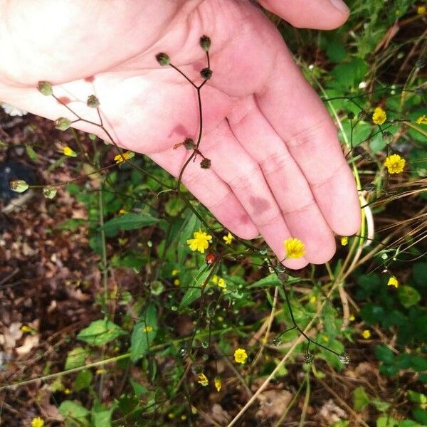 Crepis micrantha Floro