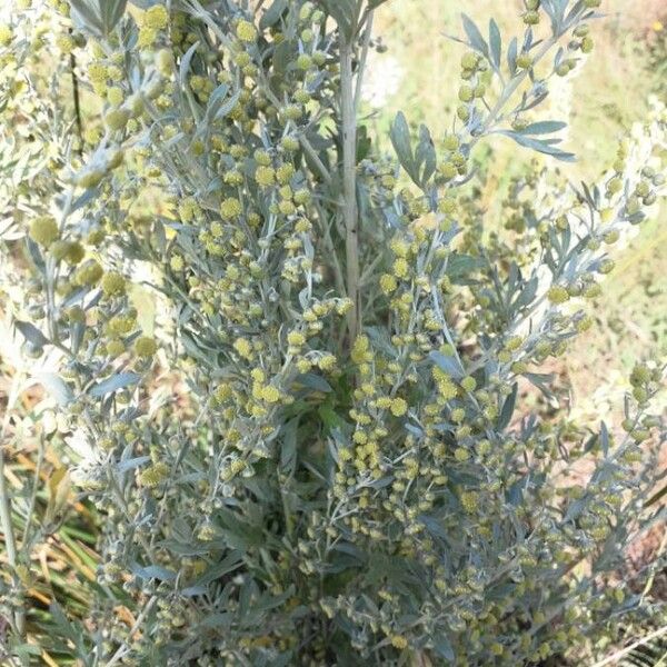 Artemisia absinthium Λουλούδι
