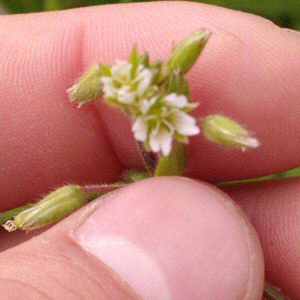 Cerastium semidecandrum Flower