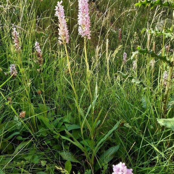 Dactylorhiza fuchsii 形态