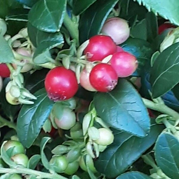 Vaccinium vitis-idaea Fruit