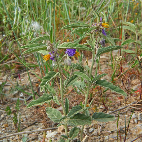 Solanum elaeagnifolium Hábito