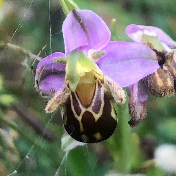 Ophrys apifera Blüte