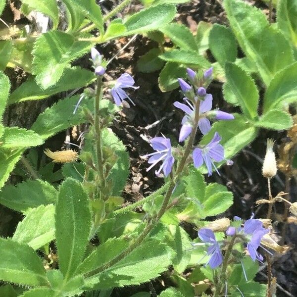 Veronica officinalis Kwiat