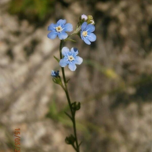 Lappula squarrosa Lorea