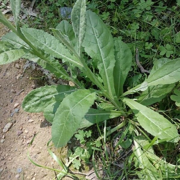 Lactuca virosa List