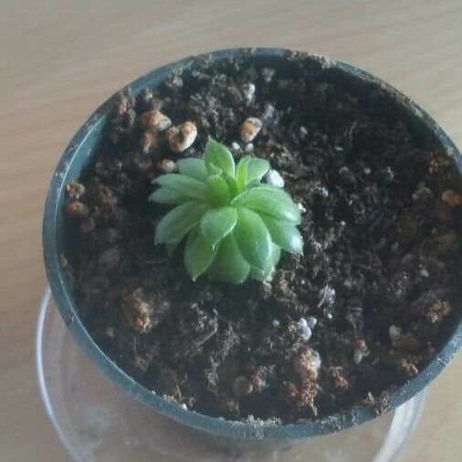 Sempervivum tectorum Φύλλο