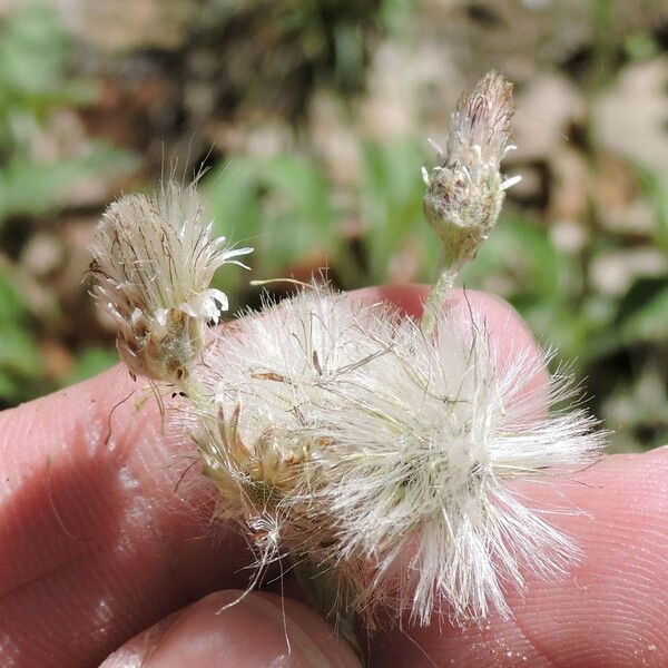 Antennaria parlinii Ovoce