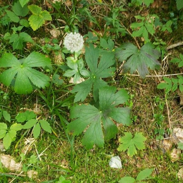 Astrantia minor Ліст