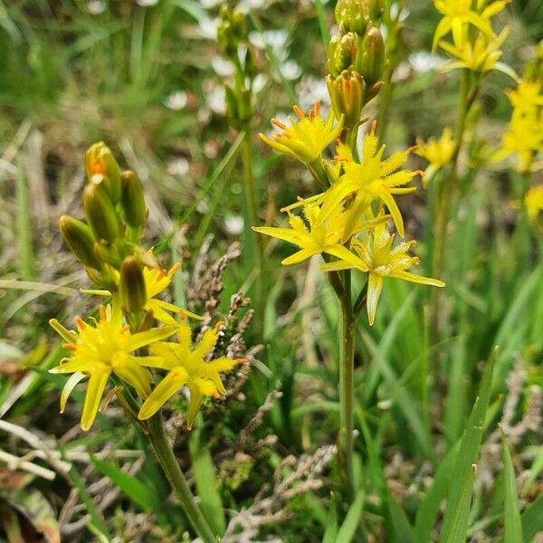 Narthecium ossifragum Lorea