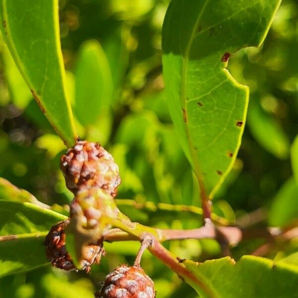 Conocarpus erectus Flor