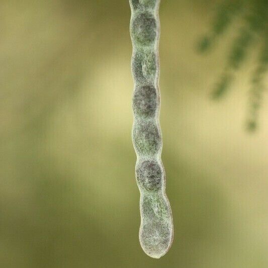 Acacia mearnsii Autre