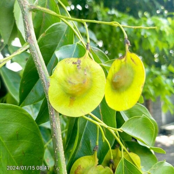 Pterocarpus indicus Frukt