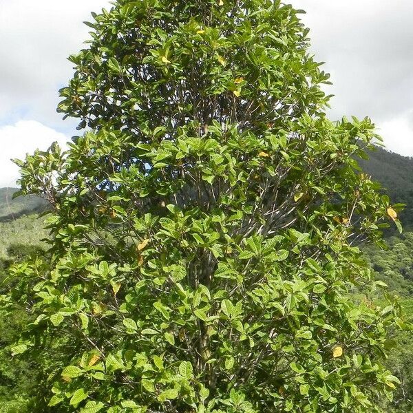 Pleurocalyptus austrocaledonicus Elinympäristö