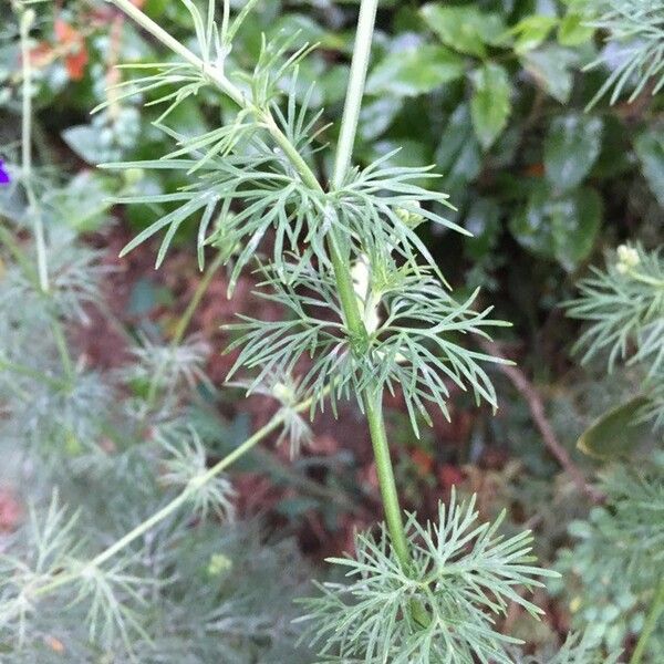 Delphinium ajacis Leaf