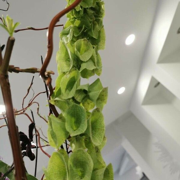 Moluccella laevis Flors