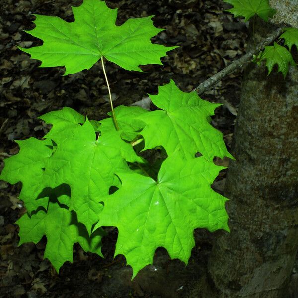 Acer platanoides पत्ता