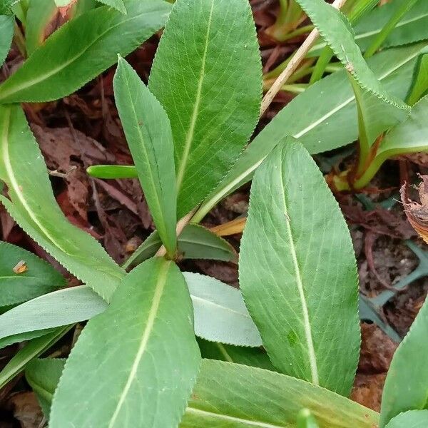 Bistorta affinis 葉