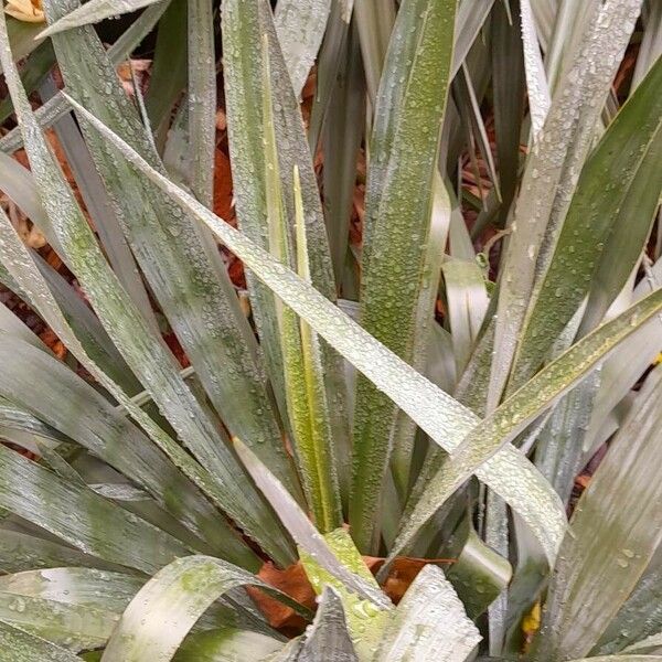 Yucca gloriosa Leaf